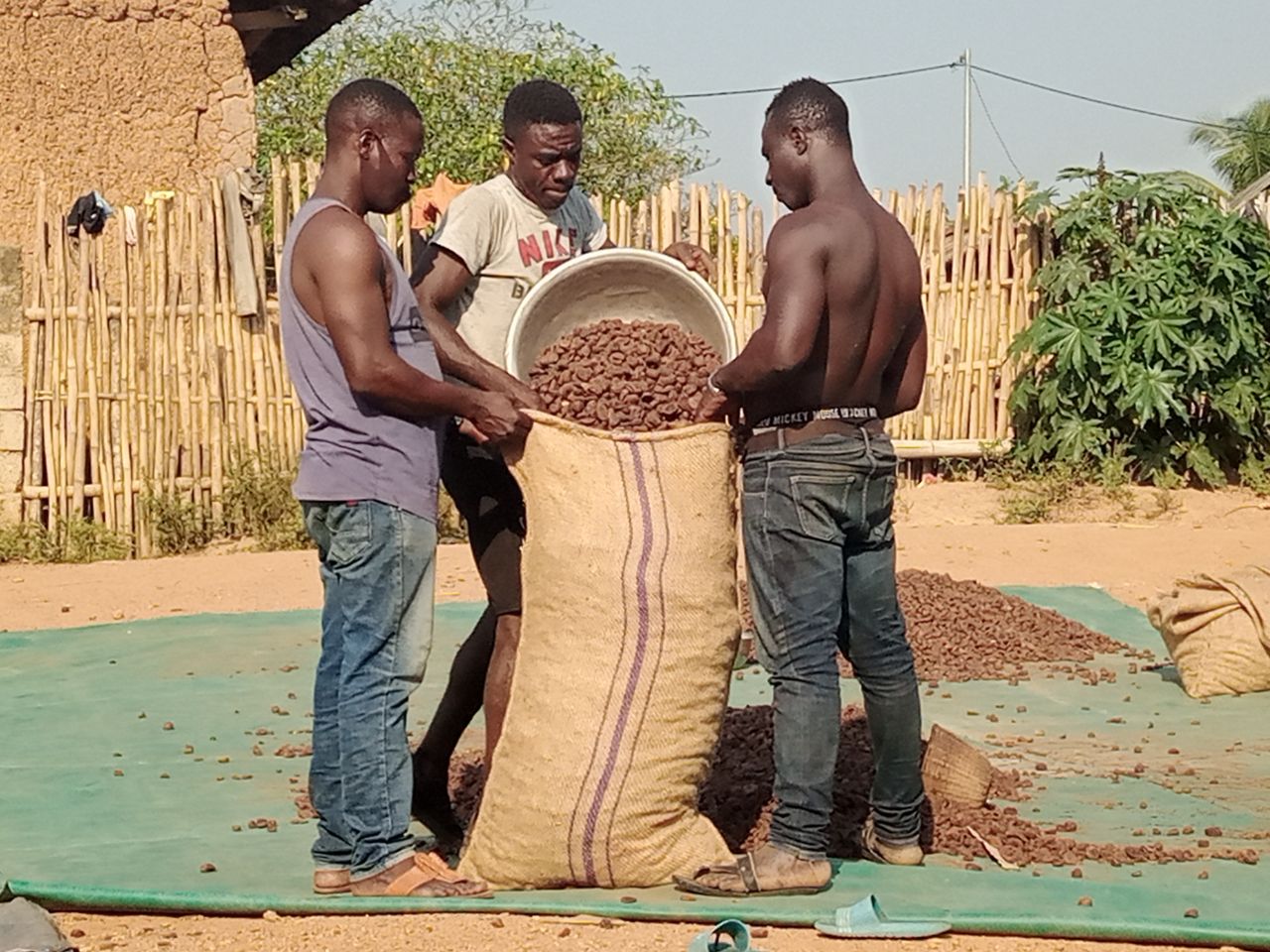 frisch getrocknete Bio-Kolanuss in Badou, Togo Dezember 2020