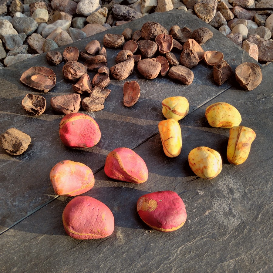 frisch und getrocknette Kolanüsse